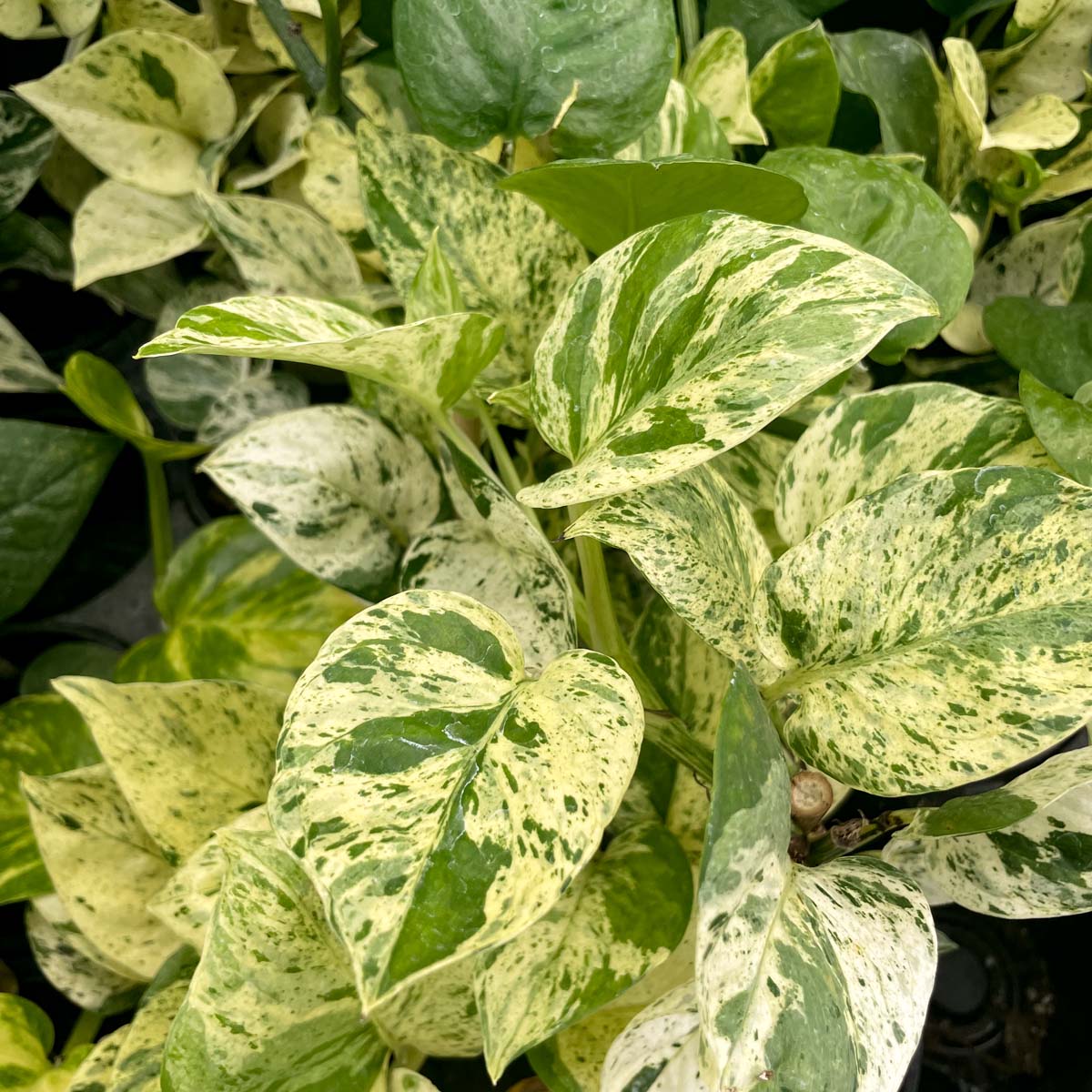 marble pothos light Pothos 'Marble Queen'