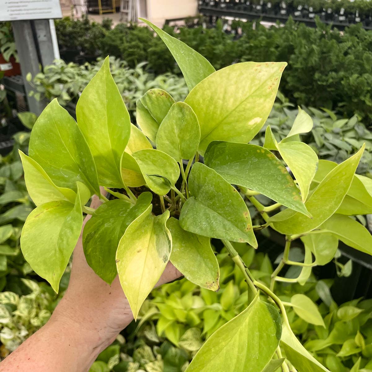 neon.pothos Epipremnum aureum 'Neon' Pothos (4" Pot)