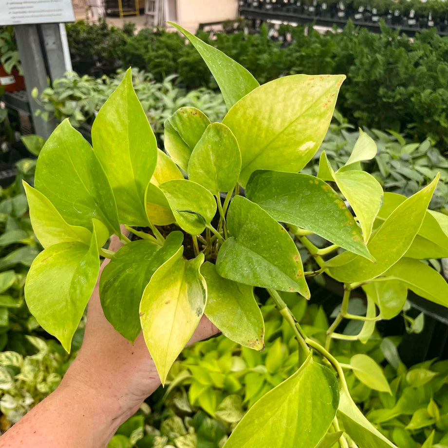 pothos variegated neon Pothos 'Neon'