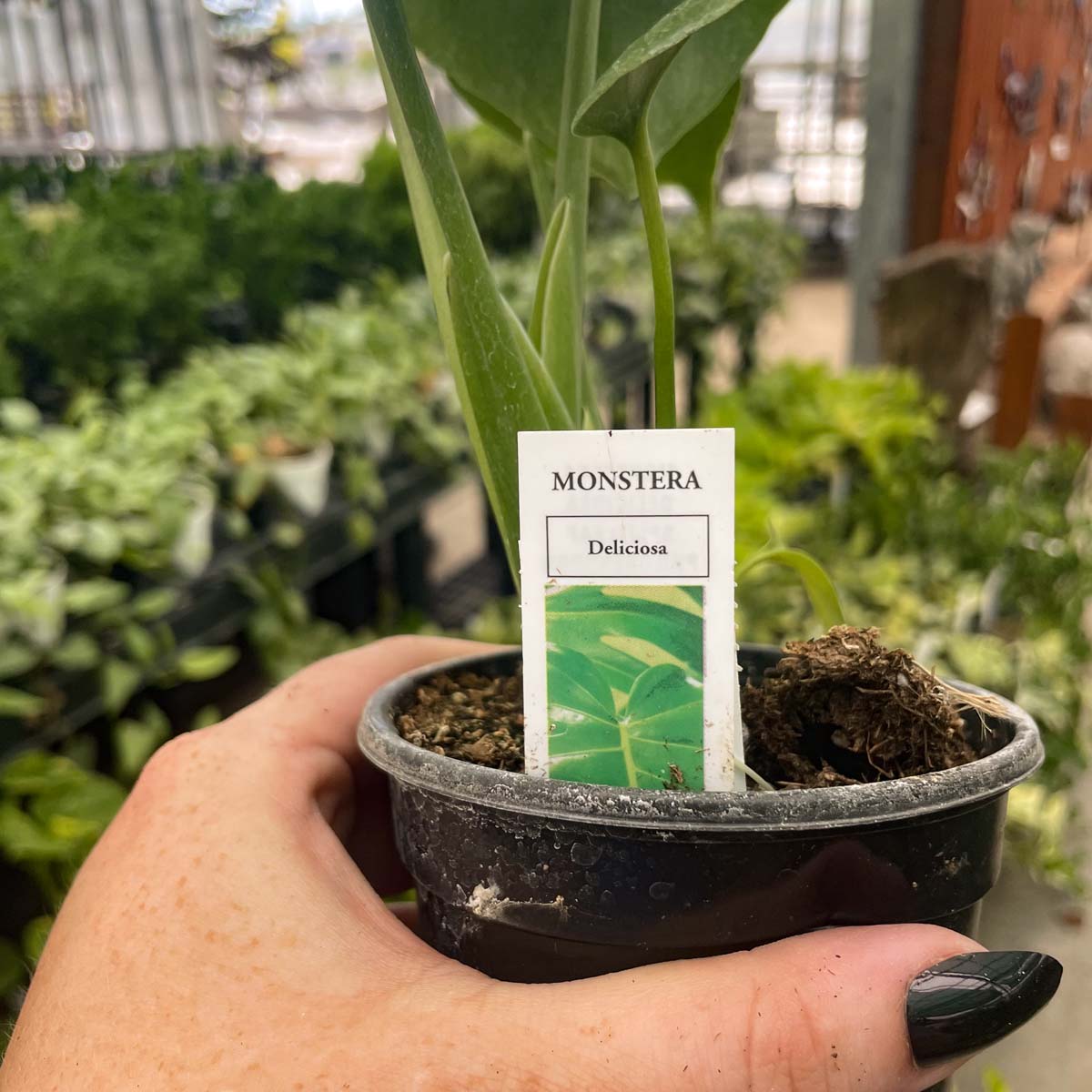 monstera magic plant Monstera deliciosa