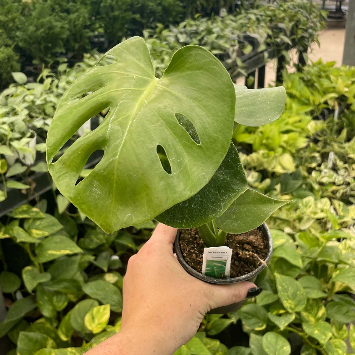 le monstera deliciosa Monstera deliciosa – Magic Valley Gardens