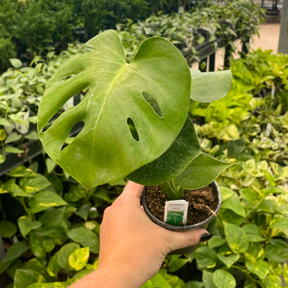 monstera deliciosa real plant Monstera deliciosa – Magic Valley Gardens