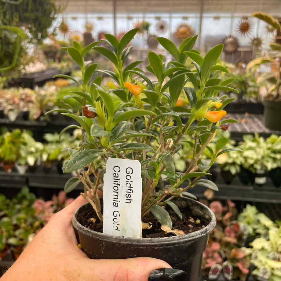 Columnea gloriosa 'California Gold' (Goldfish Plant) – Magic Valley Gardens