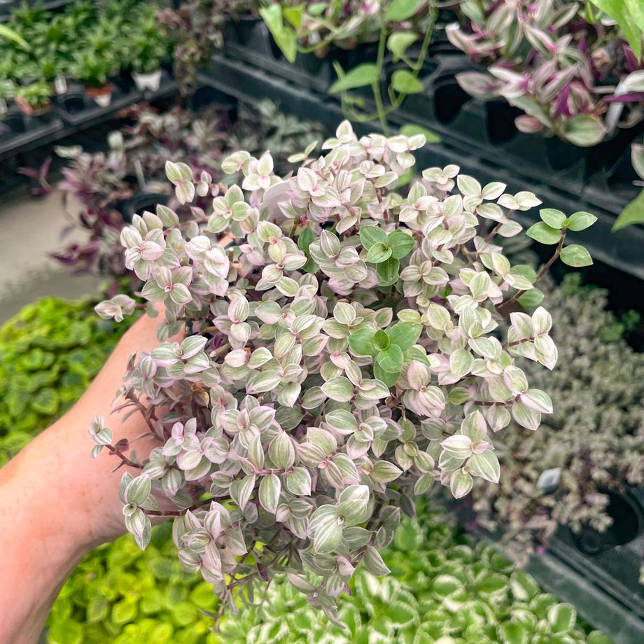 IMG_1464_460x@2x.jpg?v=1755795644