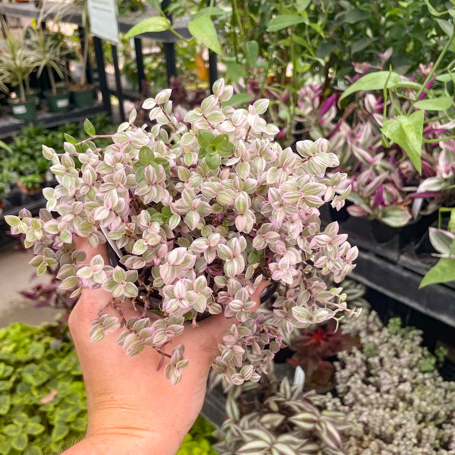 IMG_1466_460x@2x.jpg?v=1755544905