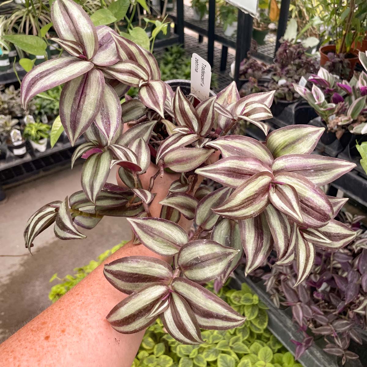 tradescantia zebrina succulent Tradescantia Zebrina | Wandering Plant | 4" Pot