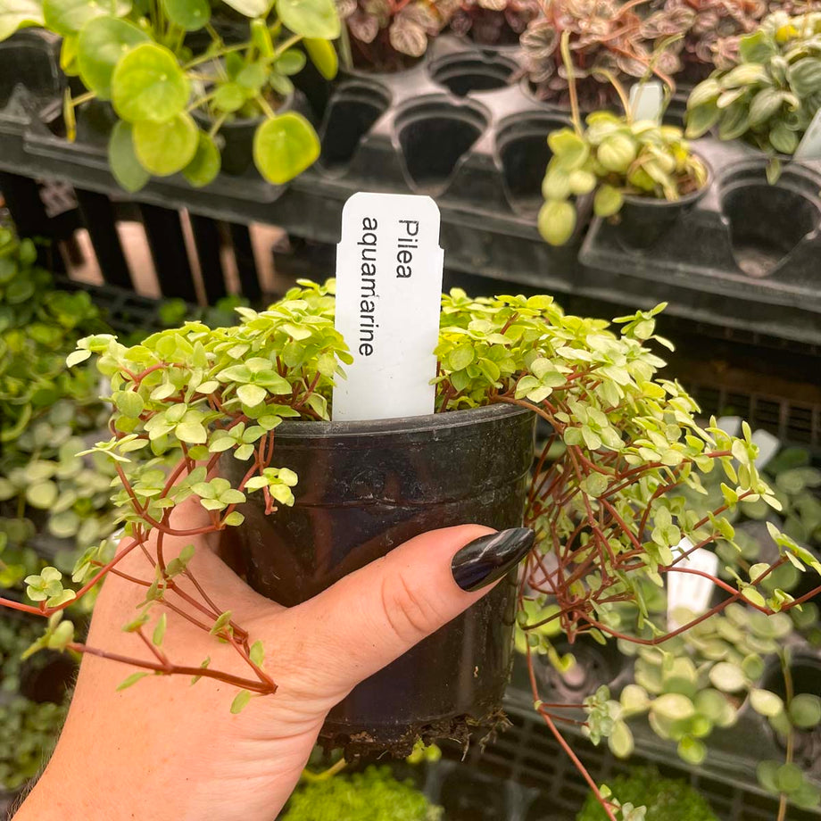 aquamarine succulent Pilea glauca 'Aquamarine' – Magic Valley Gardens