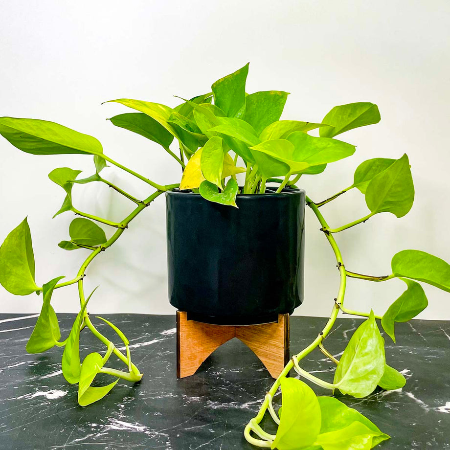 Pothos 'Neon' – Magic Valley Gardens