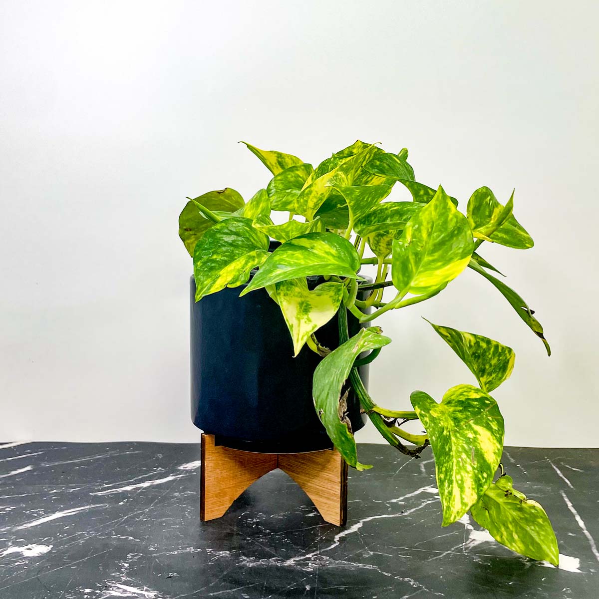 golden pothos etsy Pothos 'Golden' – Magic Valley Gardens