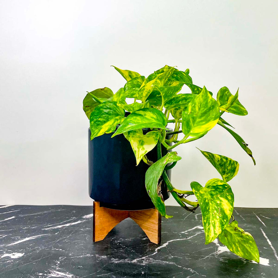 pothos golden plant Pothos 'Golden' – Magic Valley Gardens