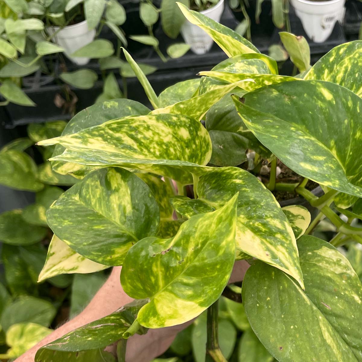 golden hawaiian pothos Pothos 'Golden' – Magic Valley Gardens