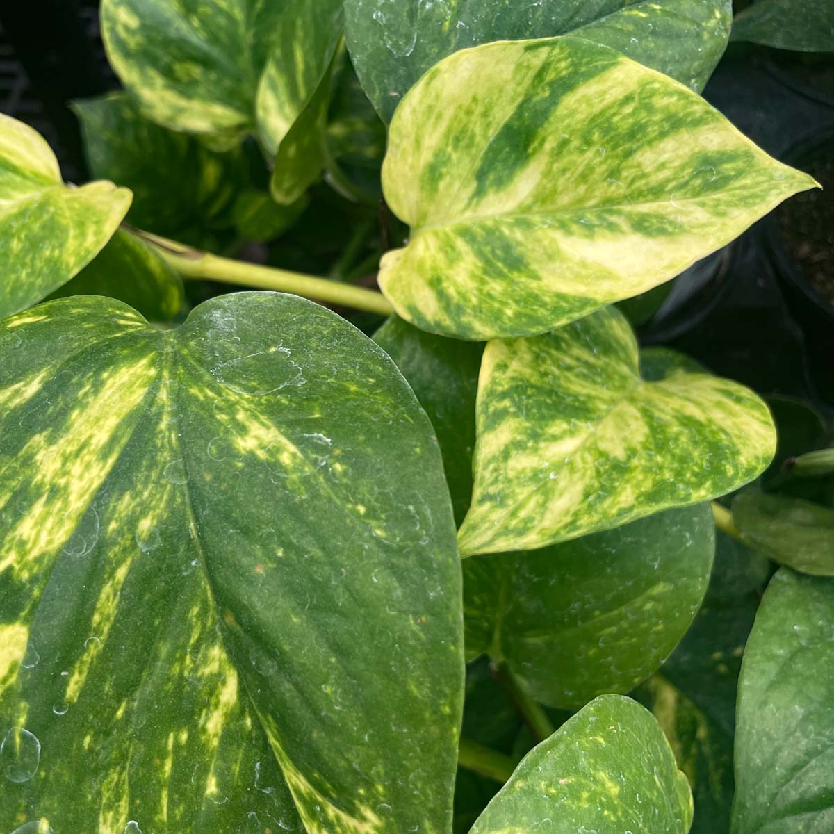 churchill golden pothos Pothos 'Golden' – Magic Valley Gardens