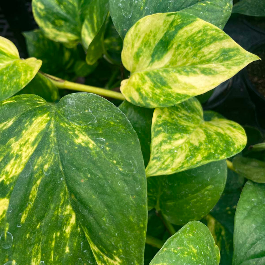 pothos toronto Pothos 'Golden' – Magic Valley Gardens