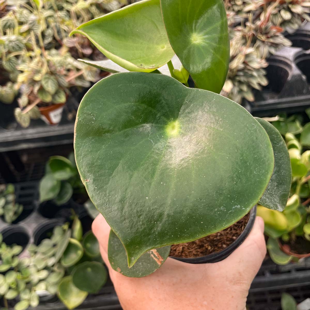 house plant with teardrop leaves Peperomia 'Teardrop'