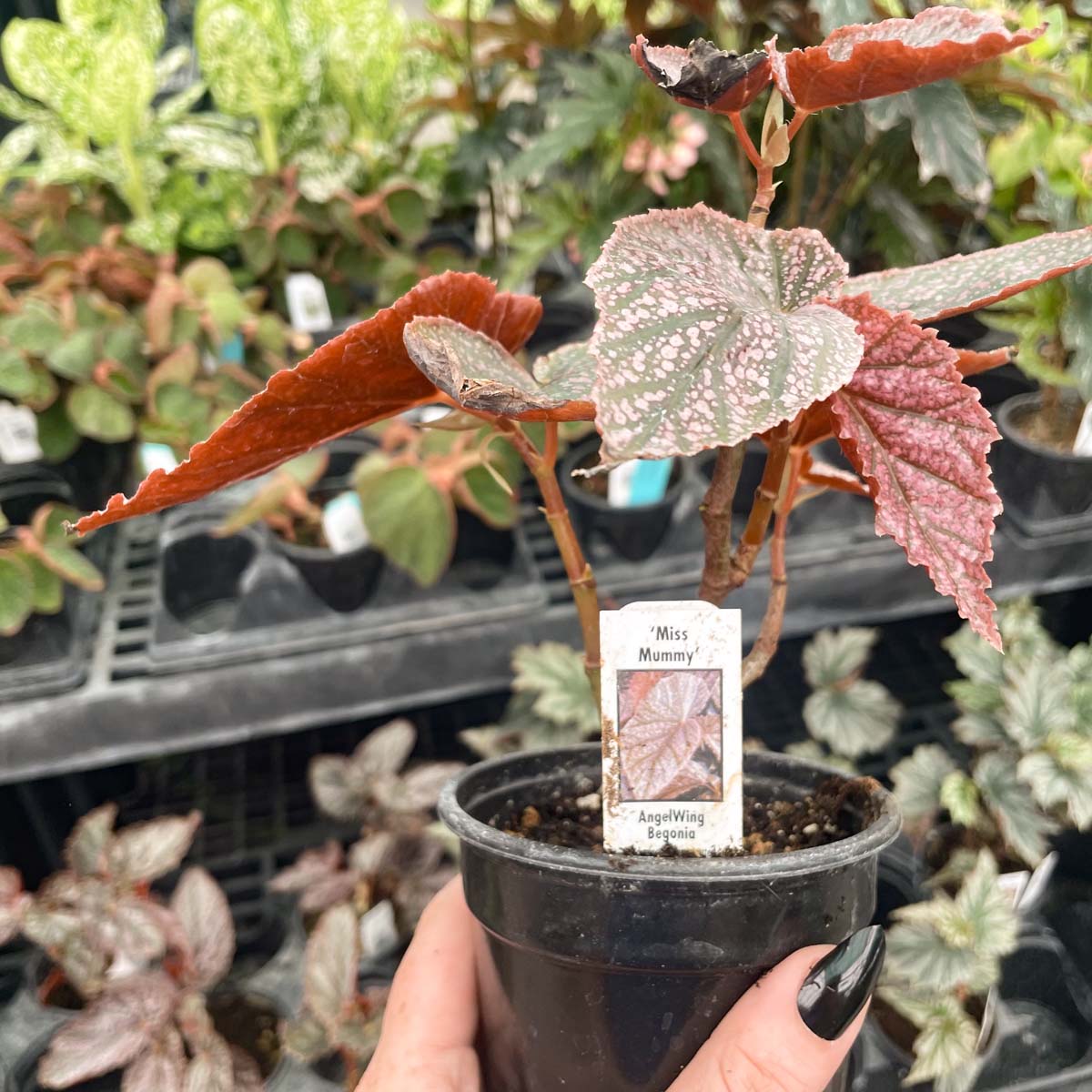 angel wing begonia indoor plant Begonia 'Miss Mummy' – Magic Valley Gardens