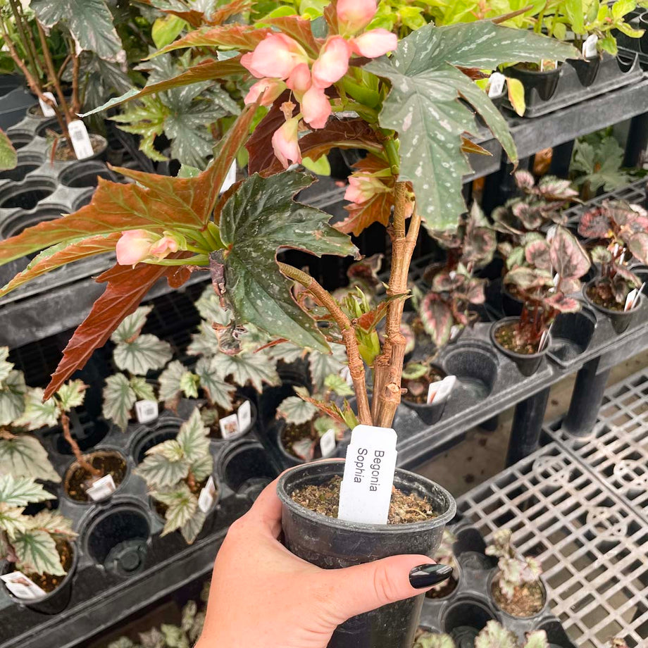 sophia succulent planter Begonia 'Sophia' – Magic Valley Gardens