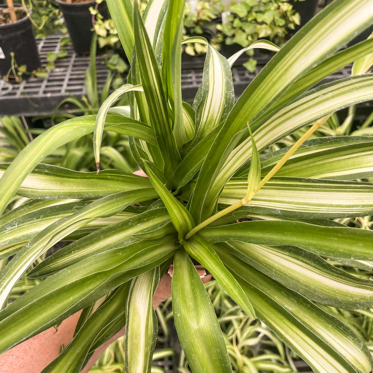 spider plant translucent leaves Chlorophytum comosum 'Hawaiian' (Spider Plant) – Magic Valley Gardens