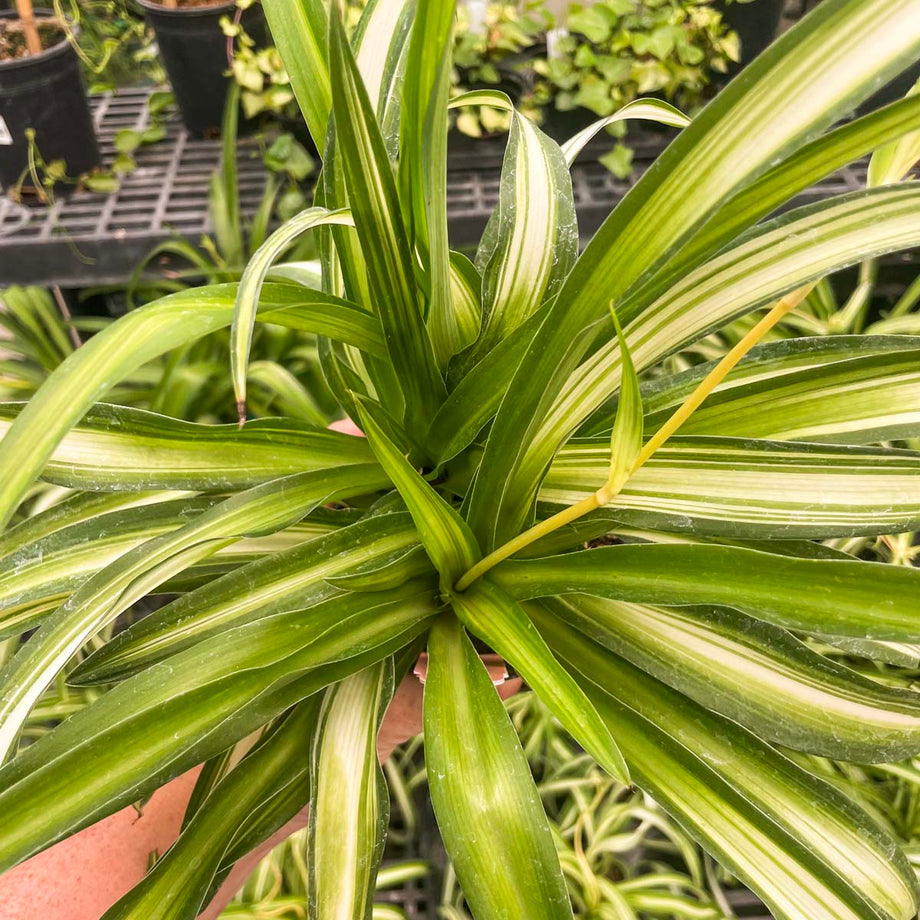 spider plant full sun Chlorophytum comosum 'Hawaiian' (Spider Plant) – Magic Valley Gardens