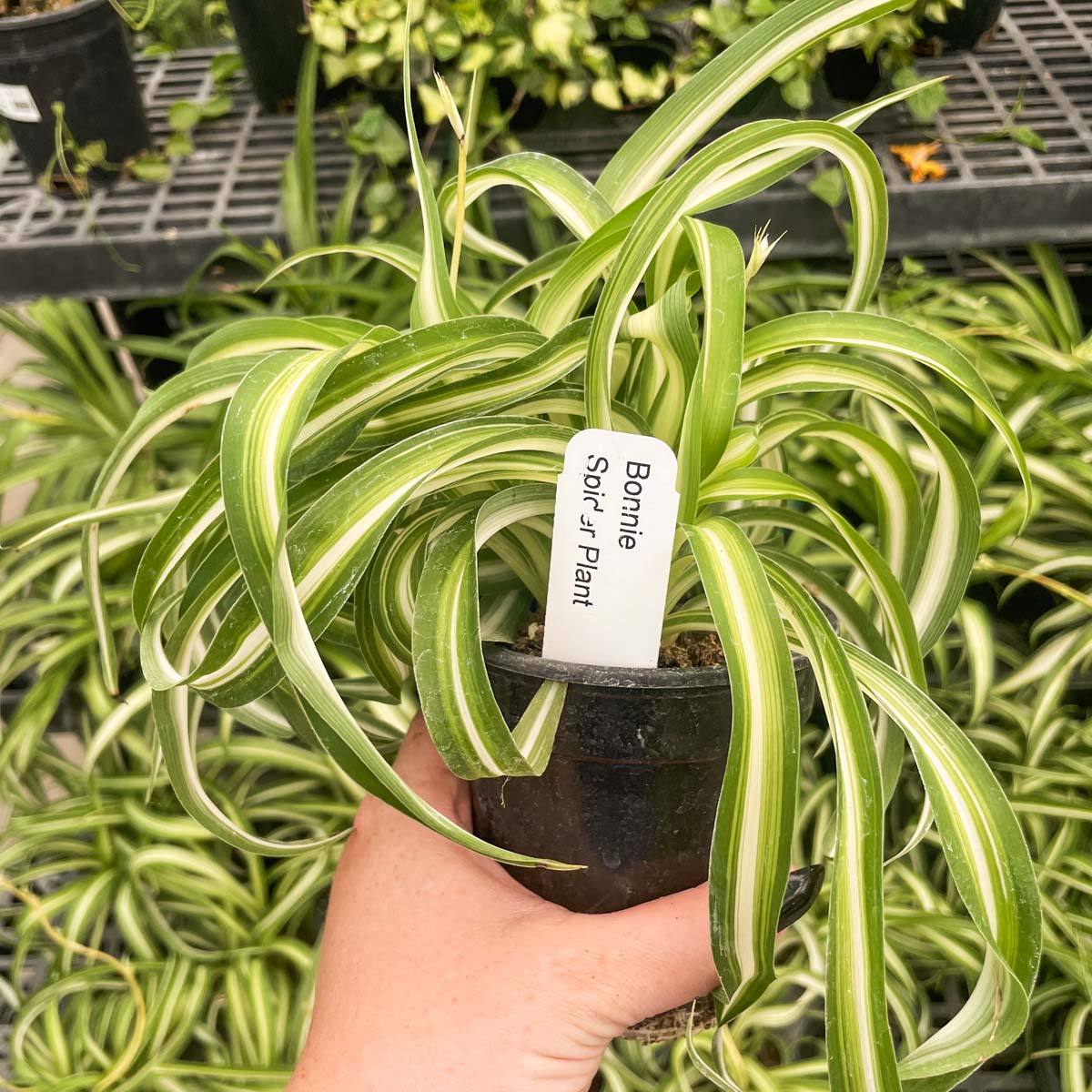 green bonnie spider plant Chlorophytum comosum 'Bonnie' (Curly Spider Plant)
