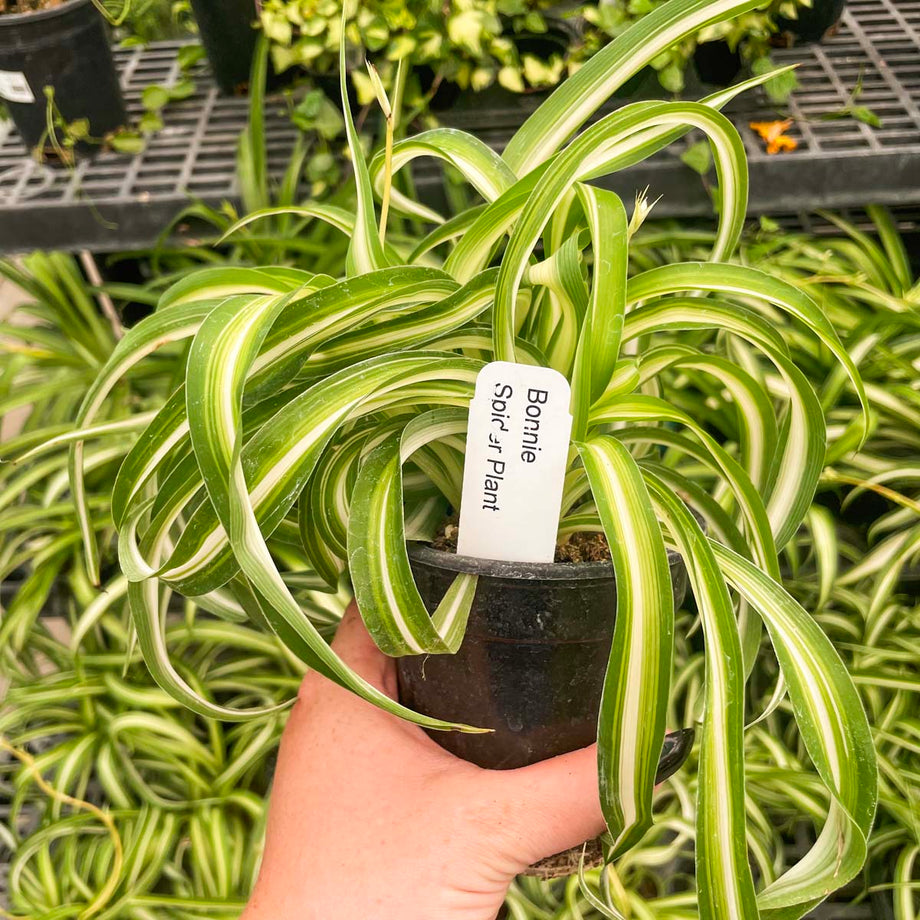 curly bonnie spider plant care Chlorophytum comosum 'Bonnie' (Curly Spider Plant)