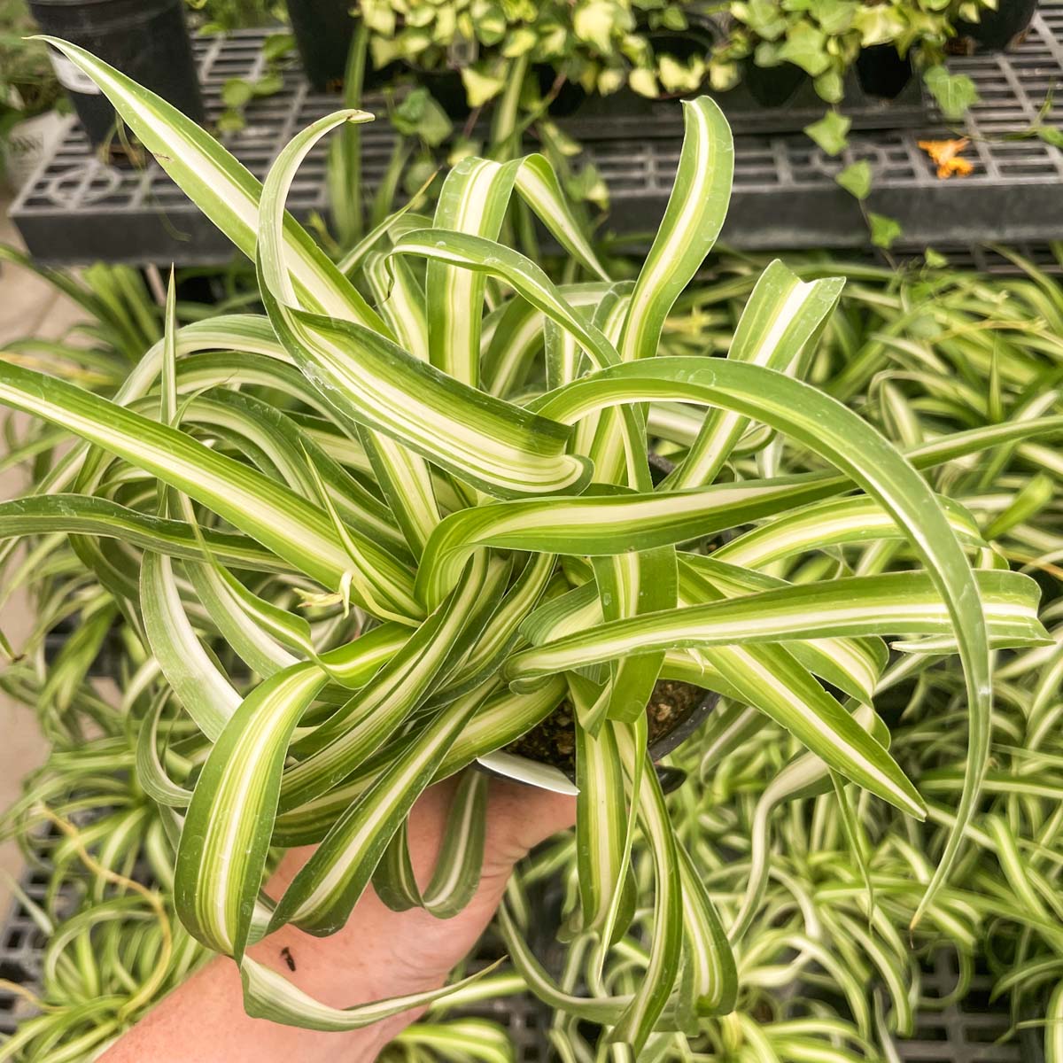 chlorophytum bonnie plant Chlorophytum comosum 'Bonnie' (Curly Spider Plant) – Magic Valley Gardens