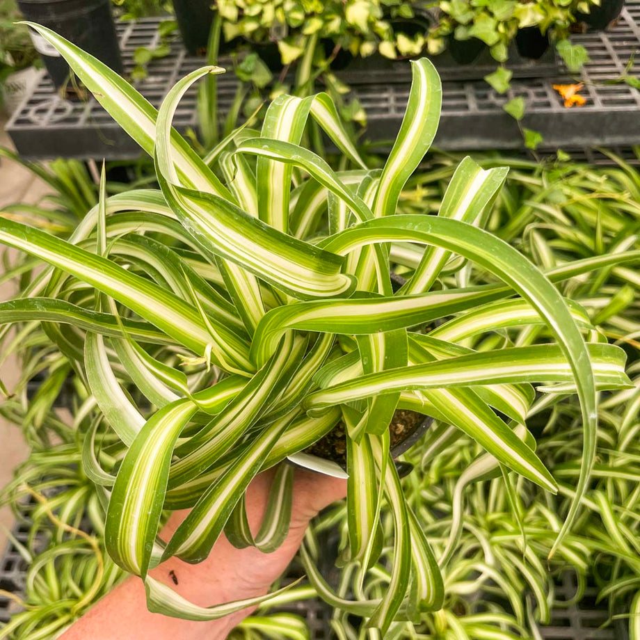 green yellow spider plant Chlorophytum comosum 'Bonnie' (Curly Spider Plant) – Magic Valley Gardens