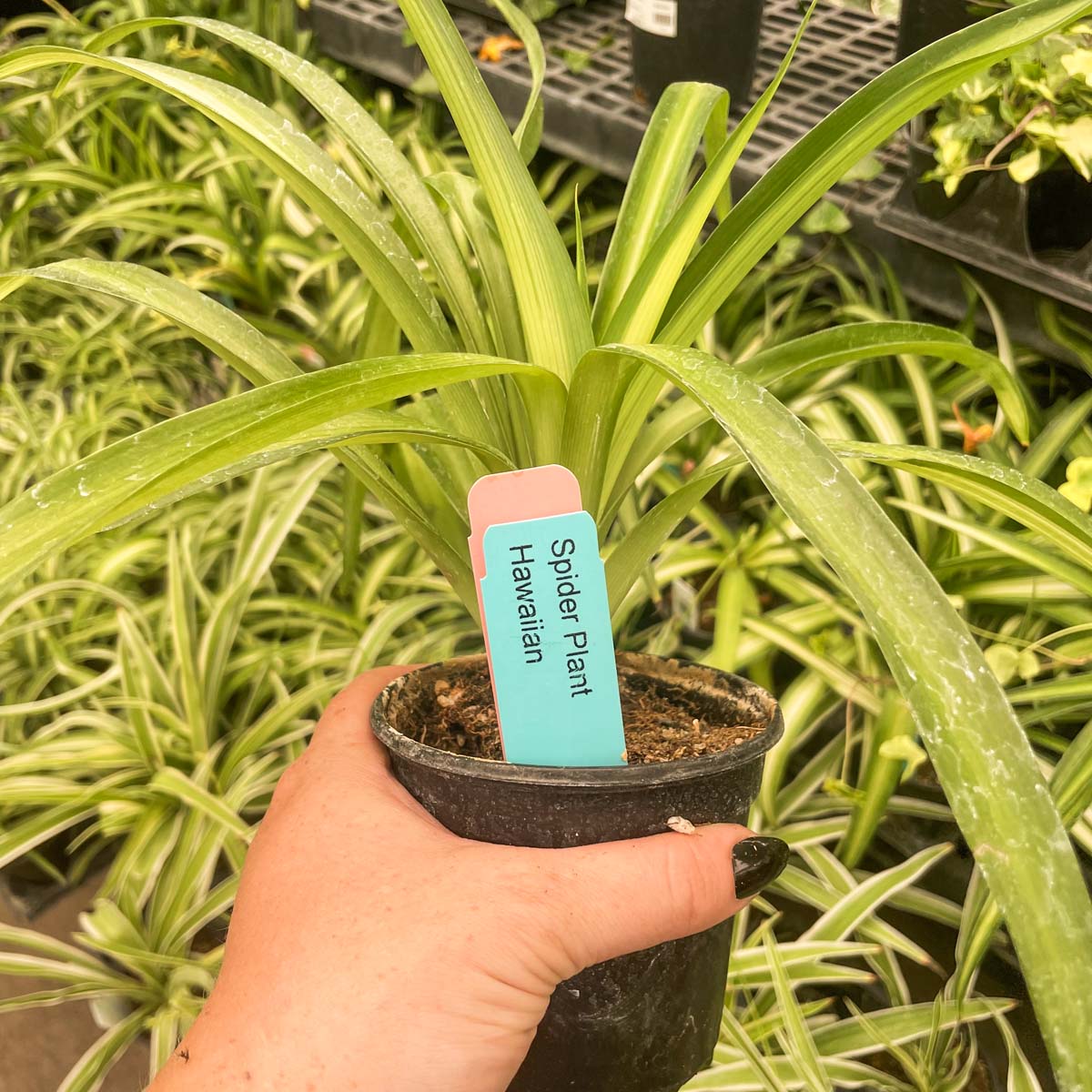 spider plant hawaiian Chlorophytum comosum 'Hawaiian' (Spider Plant)