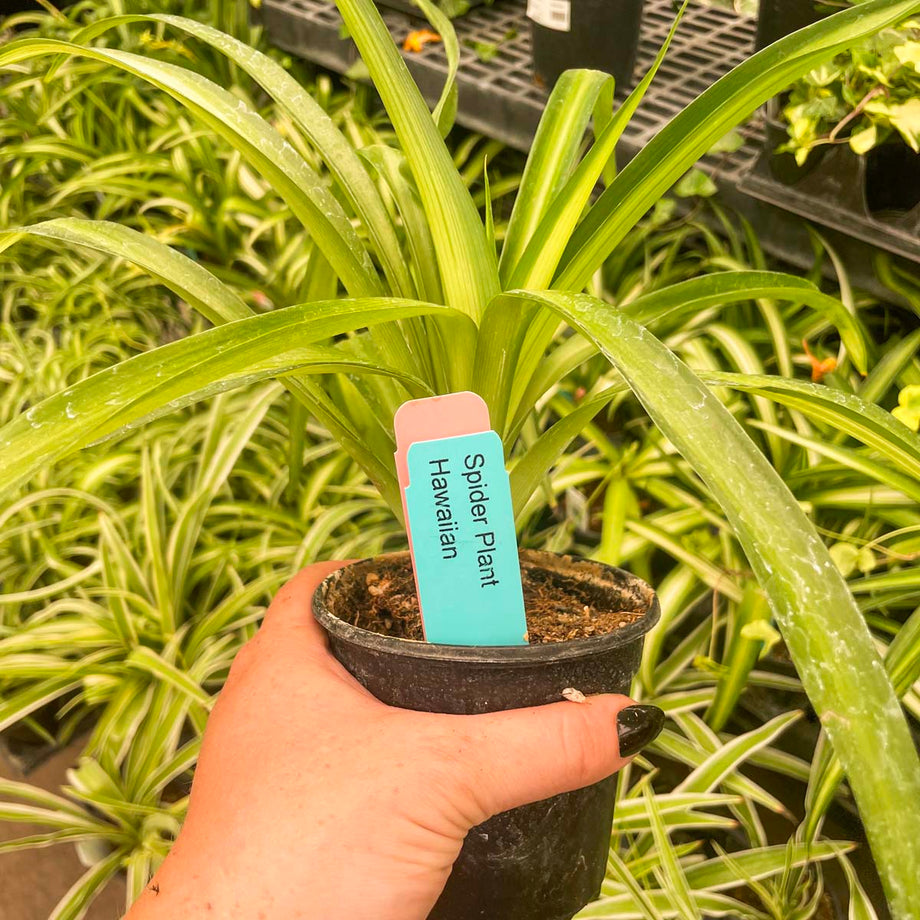 chlorophytum hawaiian Chlorophytum comosum 'Hawaiian' (Spider Plant) – Magic Valley Gardens