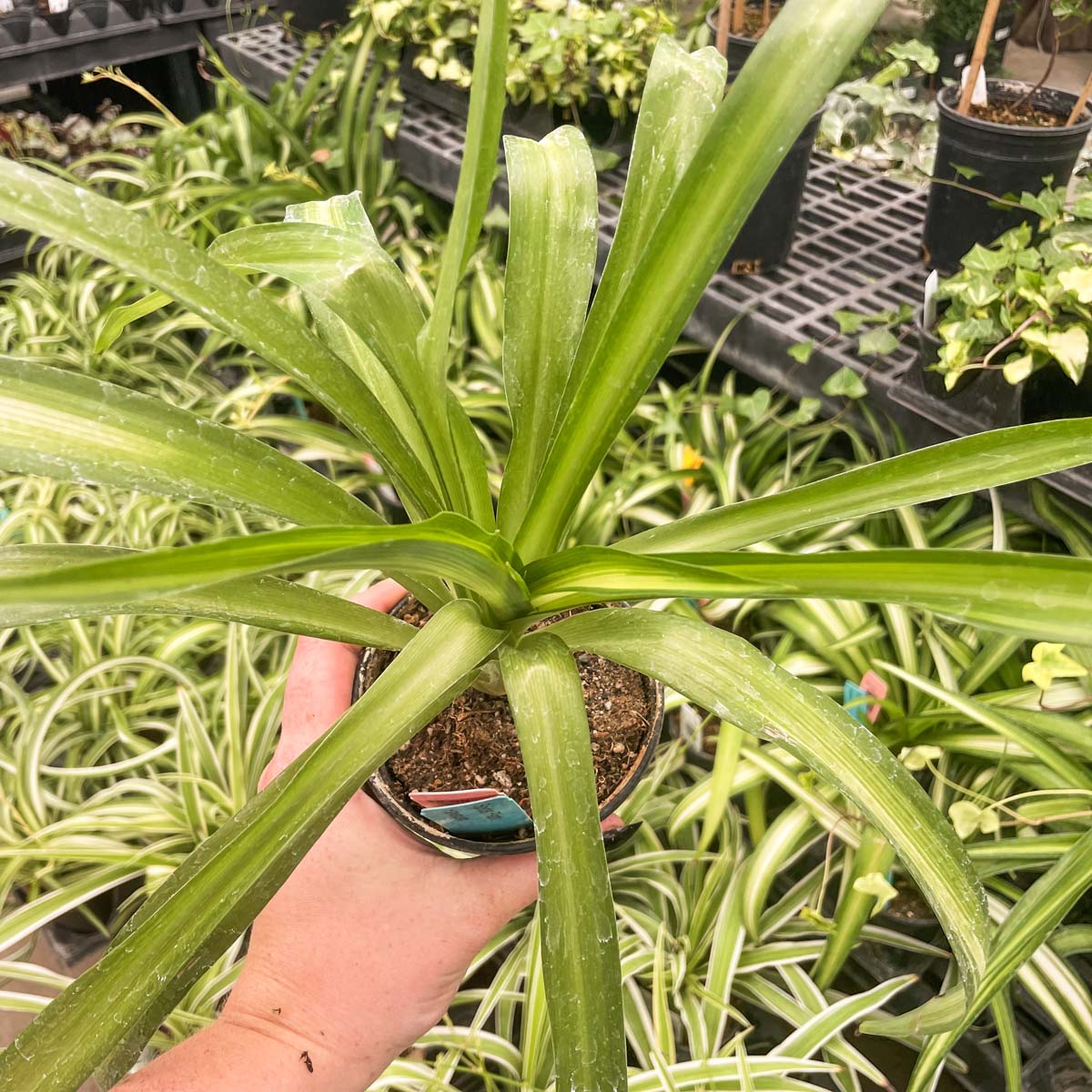 chlorophytum hawaiian Chlorophytum comosum 'Hawaiian' (Spider Plant) – Magic Valley Gardens