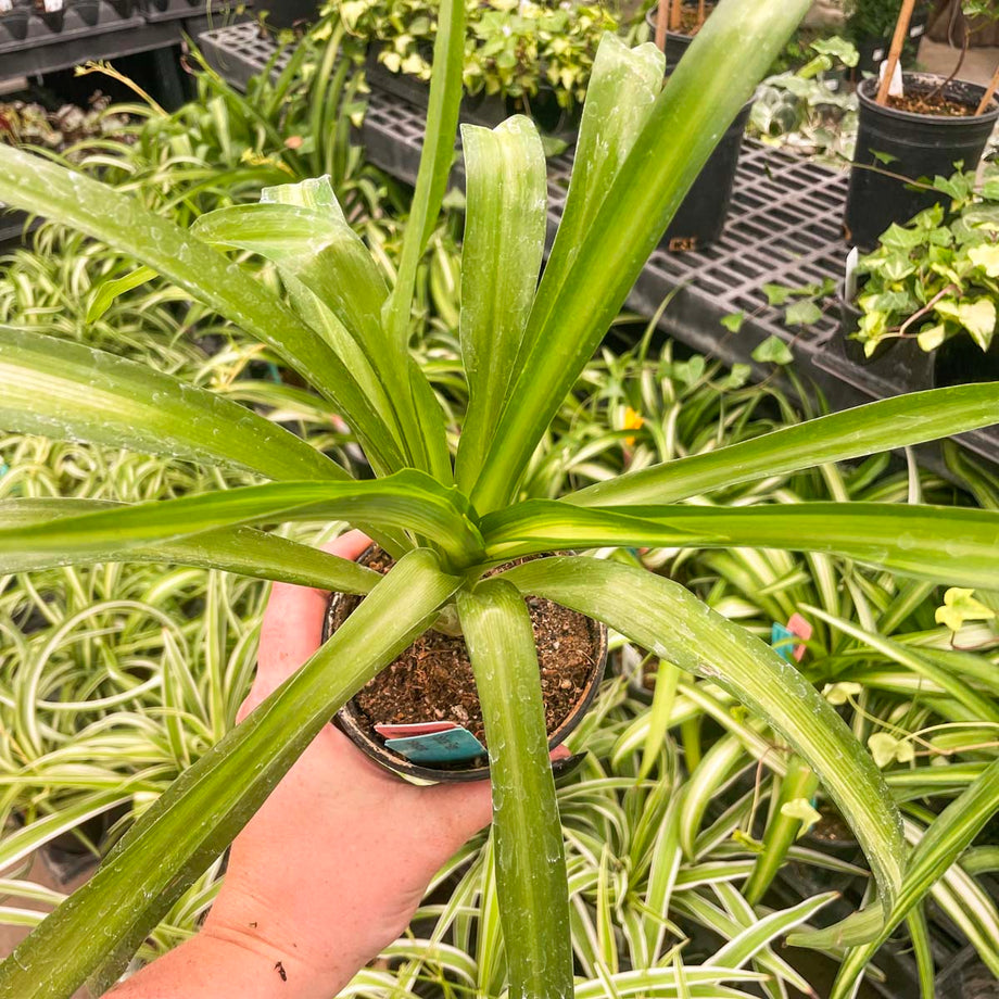 chlorophytum comosum hawaiian Chlorophytum comosum 'Hawaiian' (Spider Plant) – Magic Valley Gardens