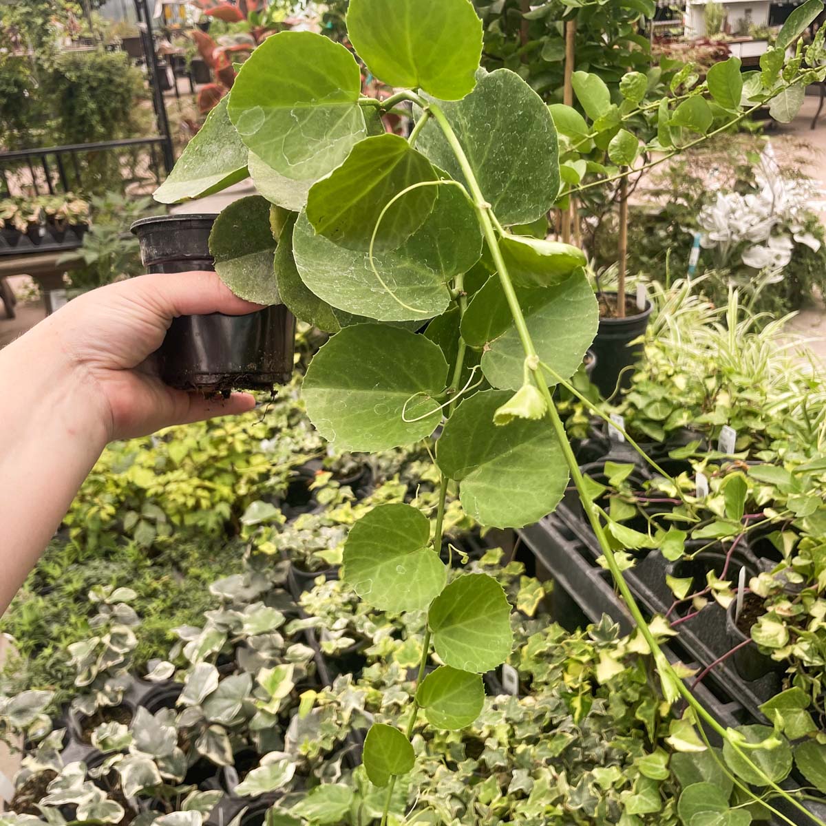 creeping charlie indoor plant Plectranthus australis