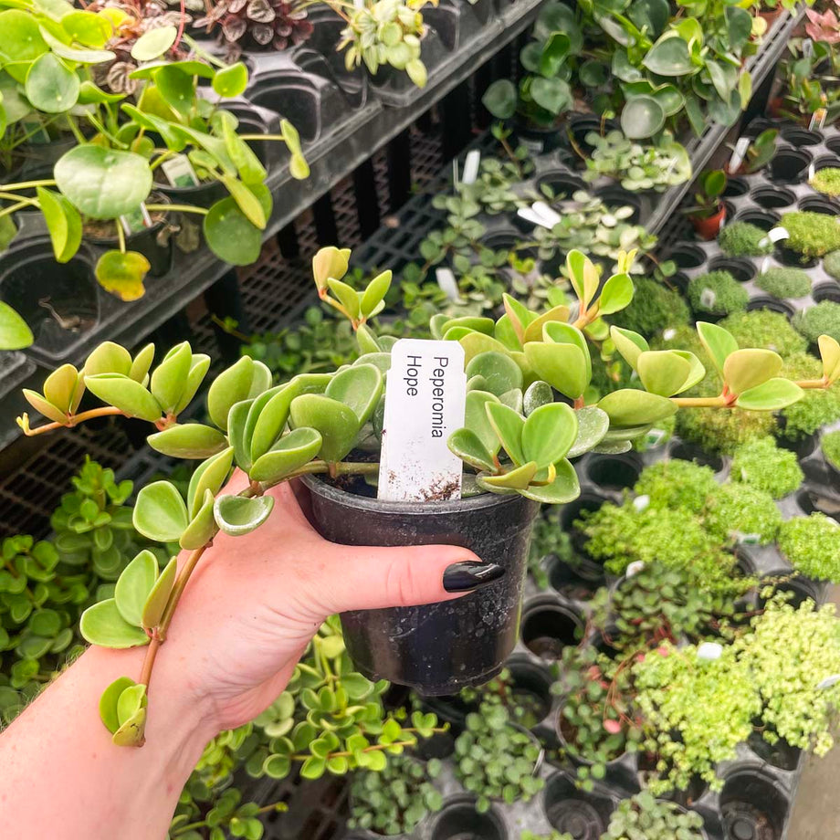 is peperomia hope a succulent Hope Peperomia – Magic Valley Gardens