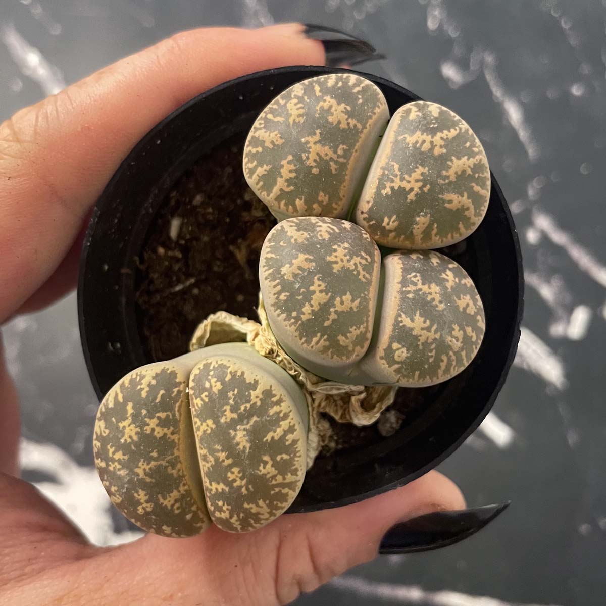 stone face succulent Lithops spp