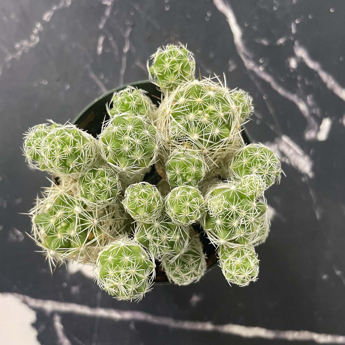 thimble succulent Mammillaria gracilis fragilis (Thimble Cactus)