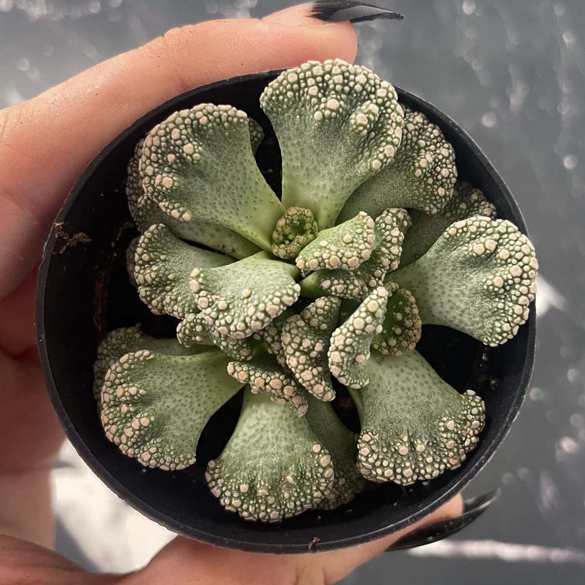 concrete leaf succulent care Titanopsis calcareum (Concrete Leaf)