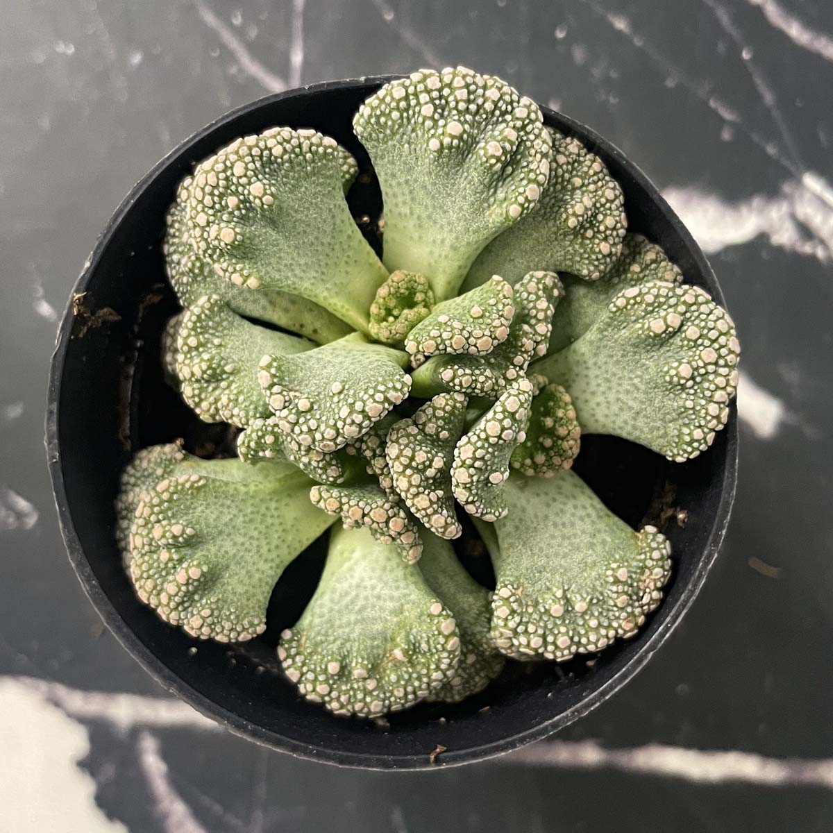 succulent thesaurus Titanopsis calcareum (Concrete Leaf)