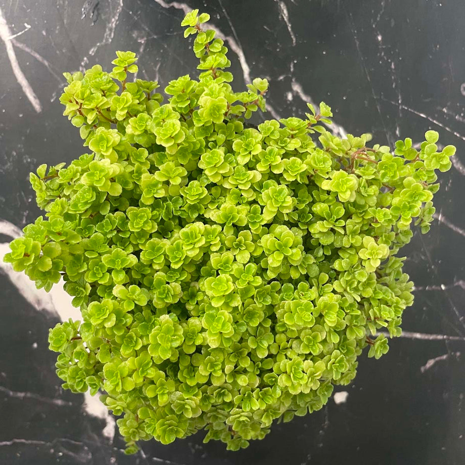 Pilea depressa 'Tiny Tears' – Magic Valley Gardens