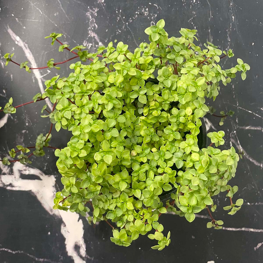 Pilea glauca 'Aquamarine' – Magic Valley Gardens