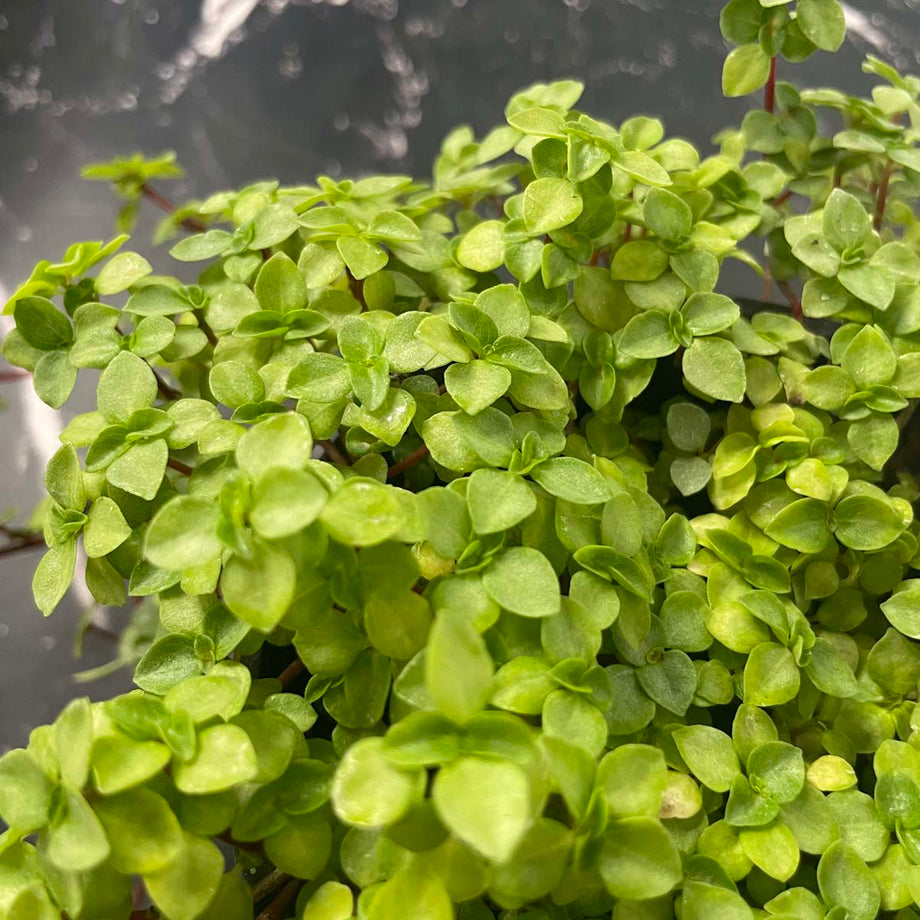 Pilea glauca 'Aquamarine' – Magic Valley Gardens