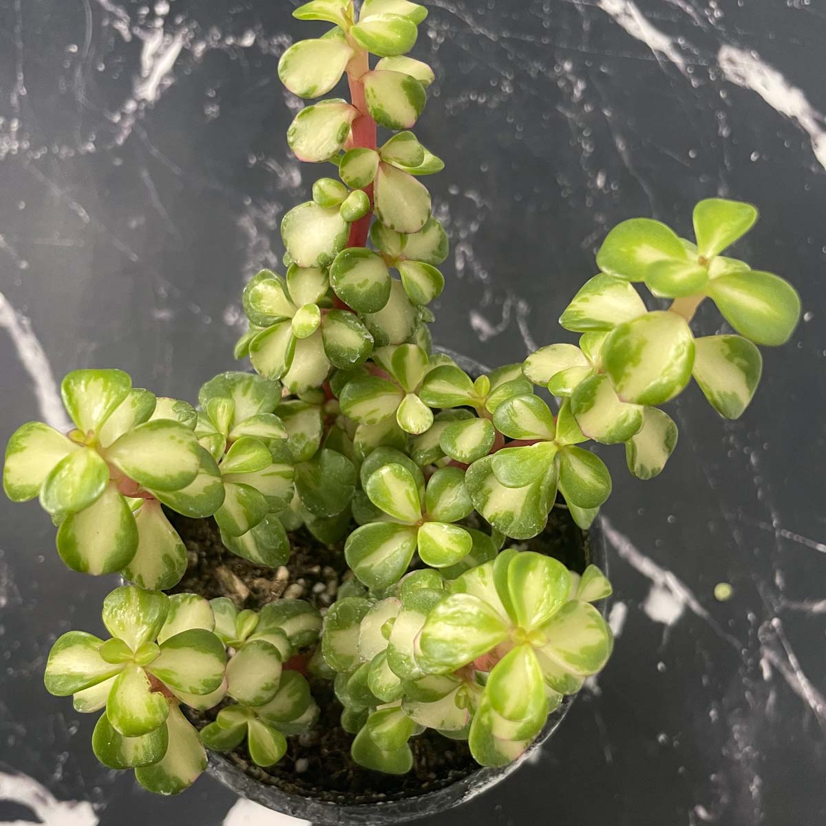 portia succulent plant Portulacaria 'Kaleidoscope' (Elephant Bush) – Magic Valley Gardens