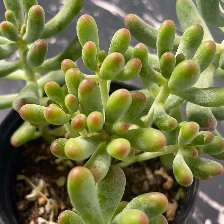 succulents with yellow leaves Sedum pachyphyllum 'Blue Jelly Bean' – Magic Valley Gardens