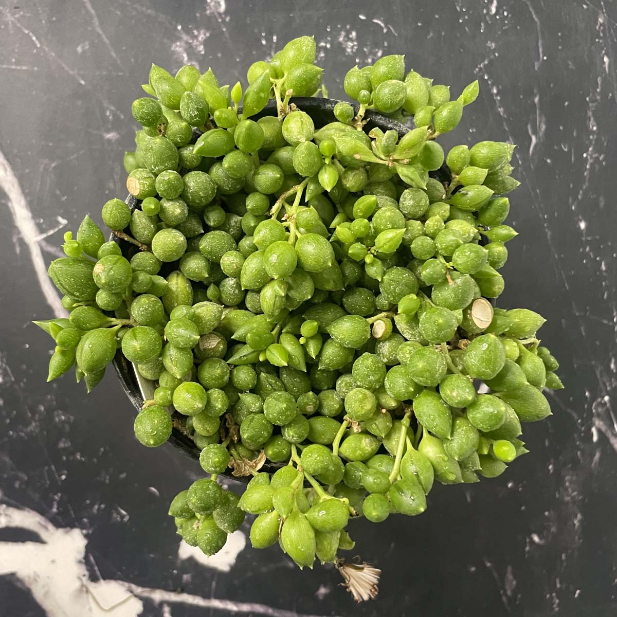 weeping succulent plant String of Tears Senecio, Succulent Plant – Magic Valley Gardens