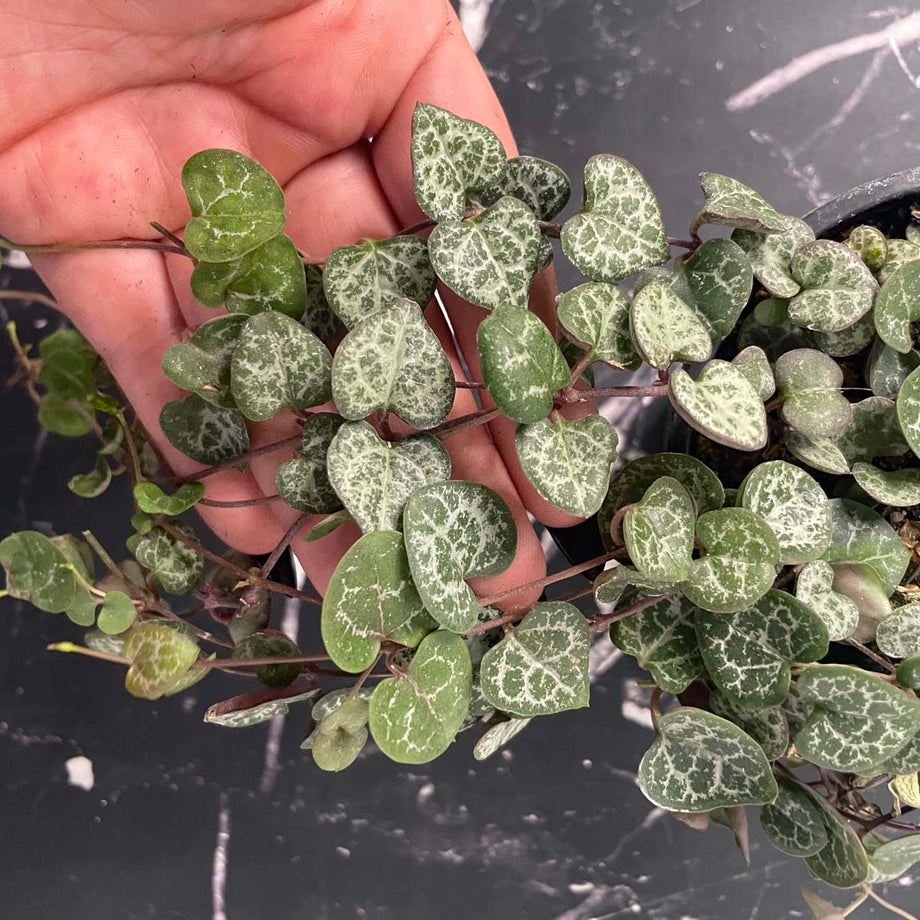 Ceropegia woodii (String of Hearts) – Magic Valley Gardens