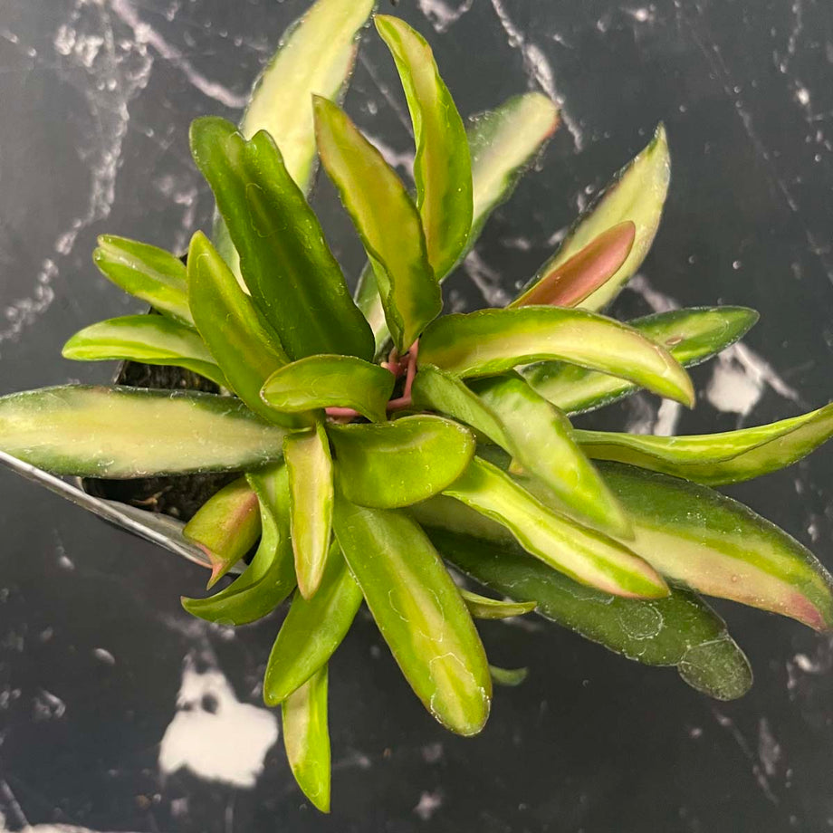 Hoya wayetii 'Tricolor' – Magic Valley Gardens