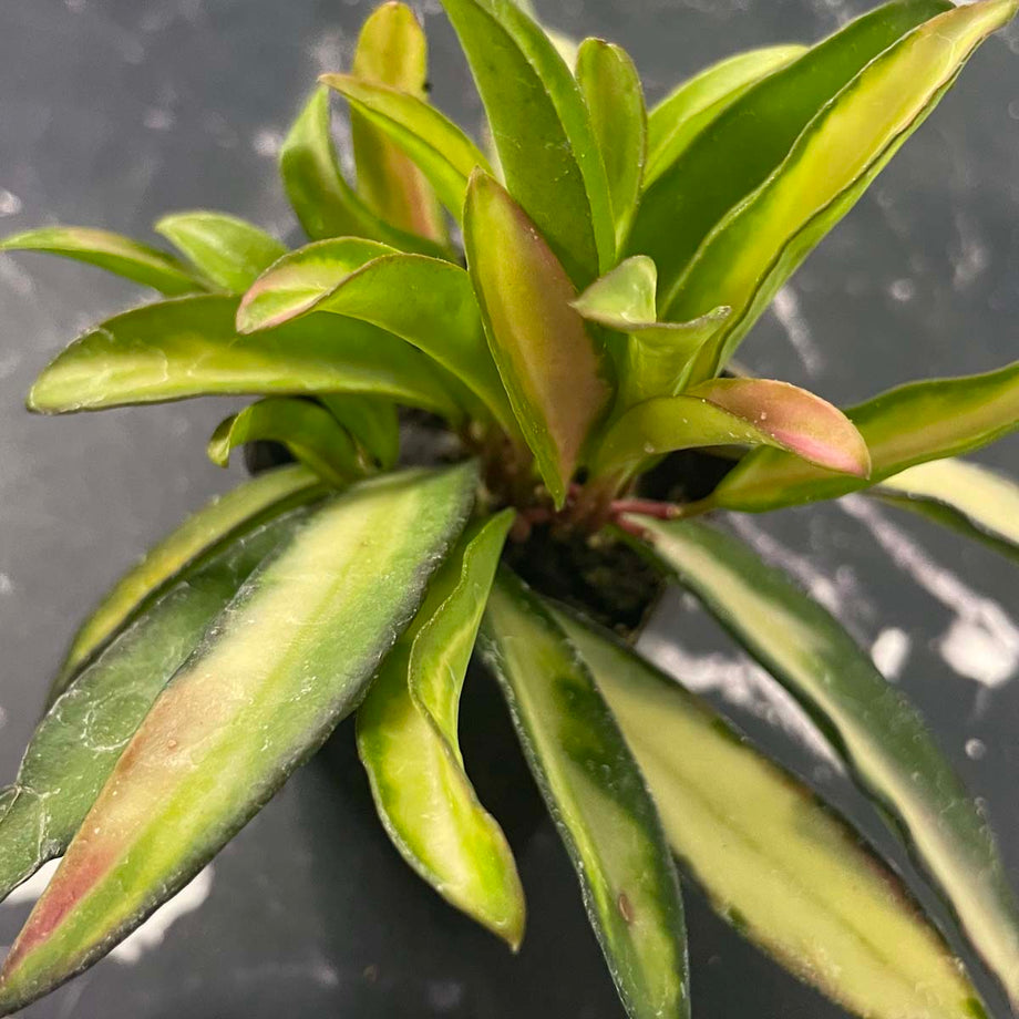 Hoya wayetii 'Tricolor' – Magic Valley Gardens