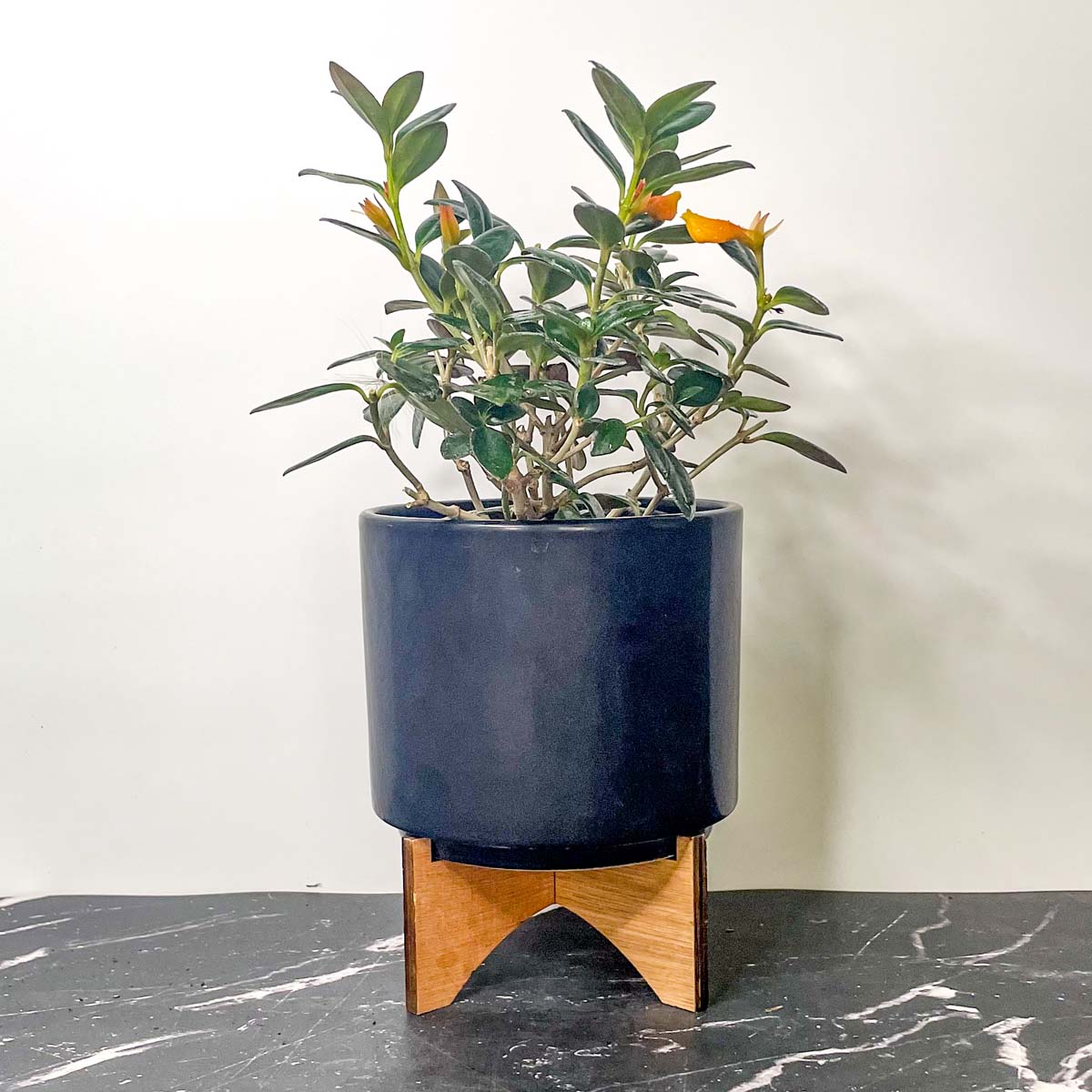 goldfish plant pot Columnea gloriosa 'Black Gold' (Goldfish Plant) – Magic Valley Gardens
