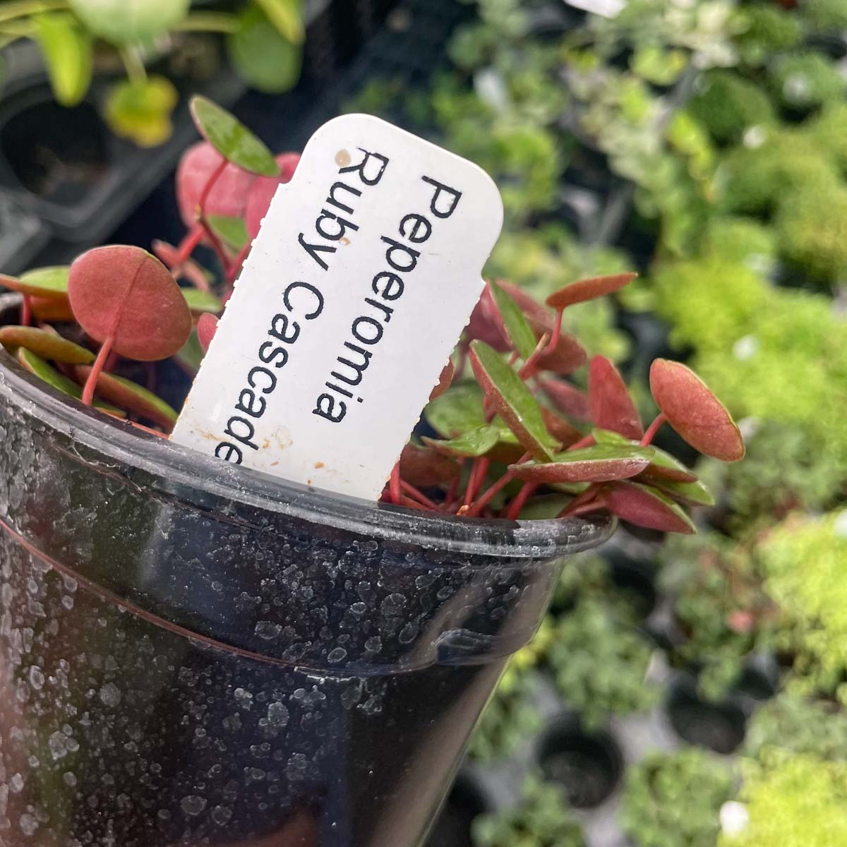 peperomia ruby cascade succulent plant Peperomia 'Ruby Cascade'