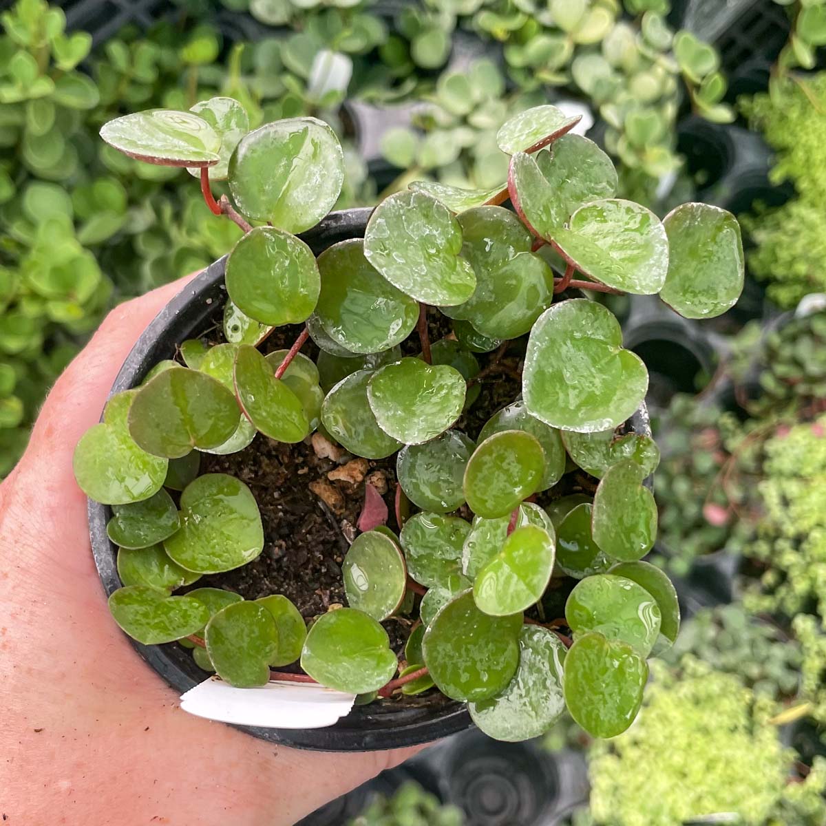 peperomia ruby cascade succulent plant Peperomia 'Ruby Cascade'