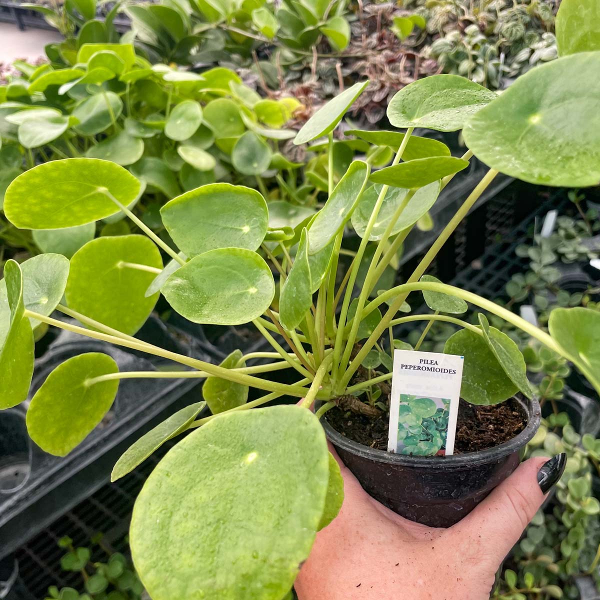 chinese money plant with flowers Pilea peperomioides, Chinese Money Plant – Magic Valley Gardens
