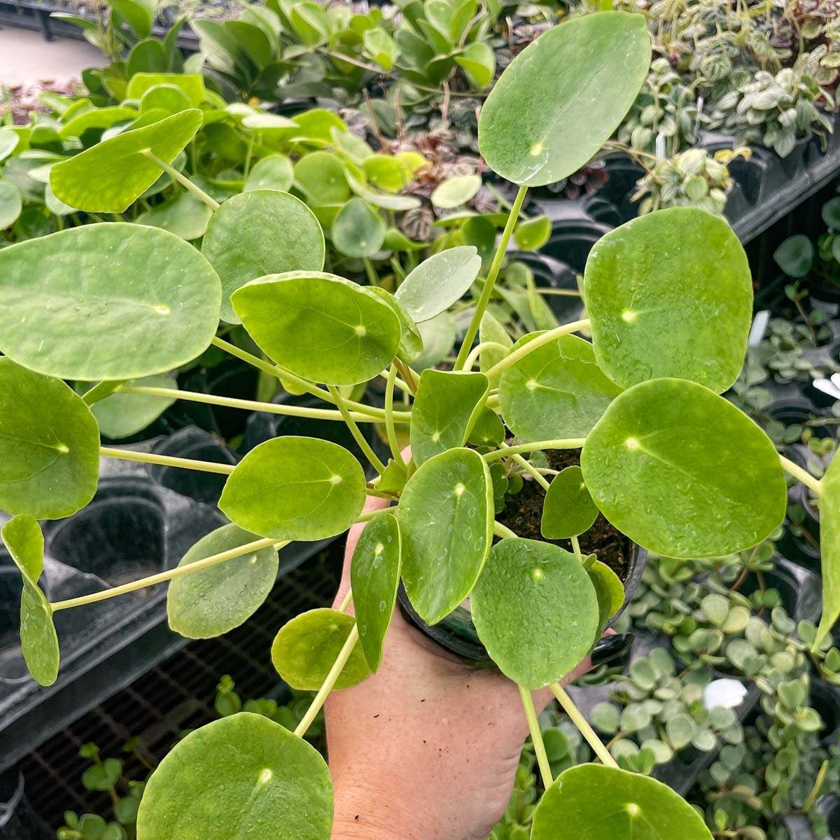 biggest chinese money plant Pilea peperomioides, Chinese Money Plant – Magic Valley Gardens